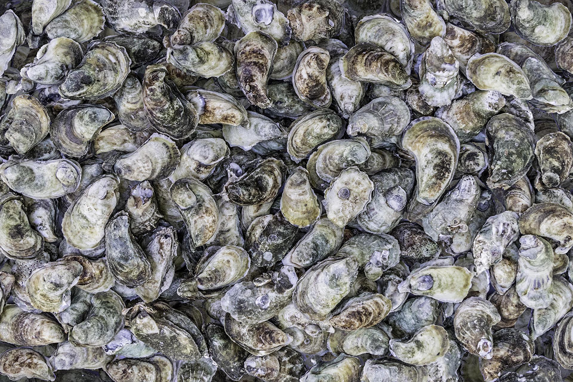 Oyster background